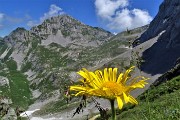 36 Doronico dei macereti (Doronicum grandiflorum) nei macereti del Mandrone con vista in Corna Piana 